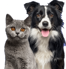 Buy Pets Online - #1 Marketplace for Buying Pets | BuyAPet