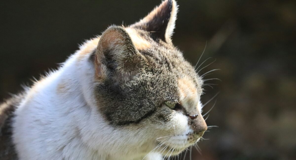 CAT LIFE EXPEPCASY