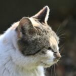CAT LIFE EXPEPCASY