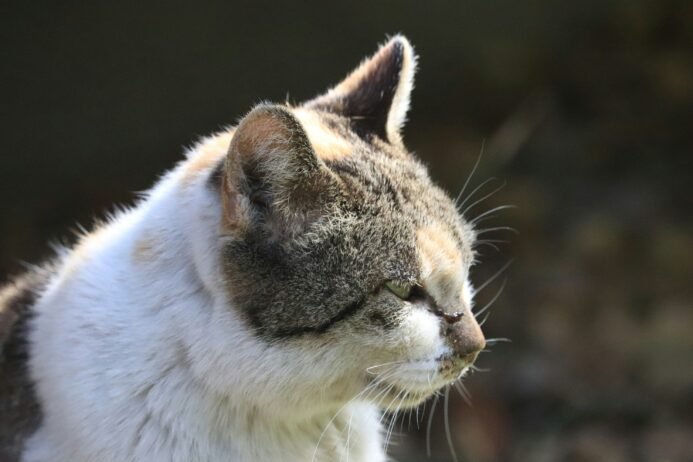 Signs My Cat Is Getting Sick