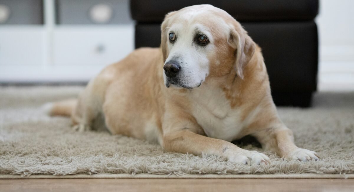 DOGLIFE EXPEPCASY