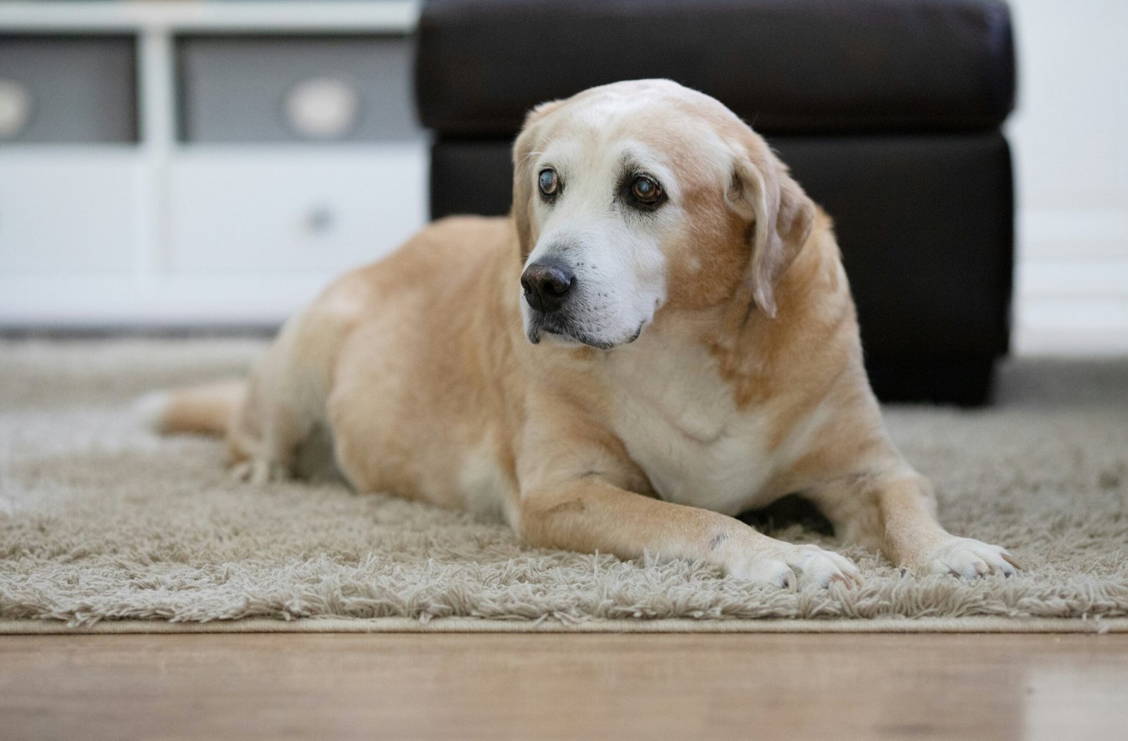 DOGLIFE EXPEPCASY