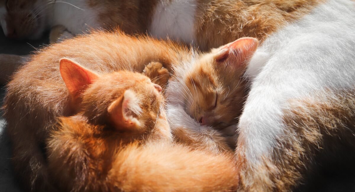 How to Look After a Kitten A Guide for New Pet Parents