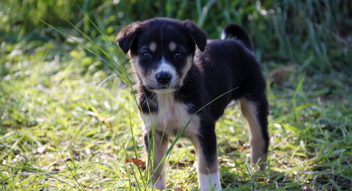 How to Look After a Puppy Essential Tips for New Fur Parents