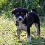 How to Look After a Puppy Essential Tips for New Fur Parents