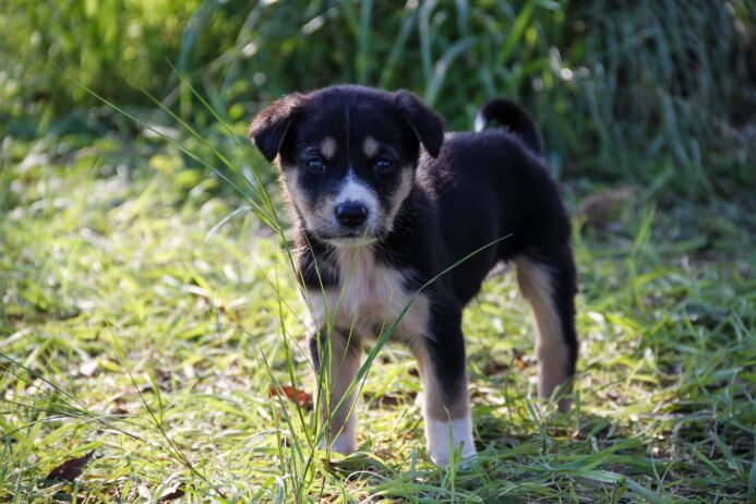 How to Look After a Puppy Essential Tips for New Fur Parents