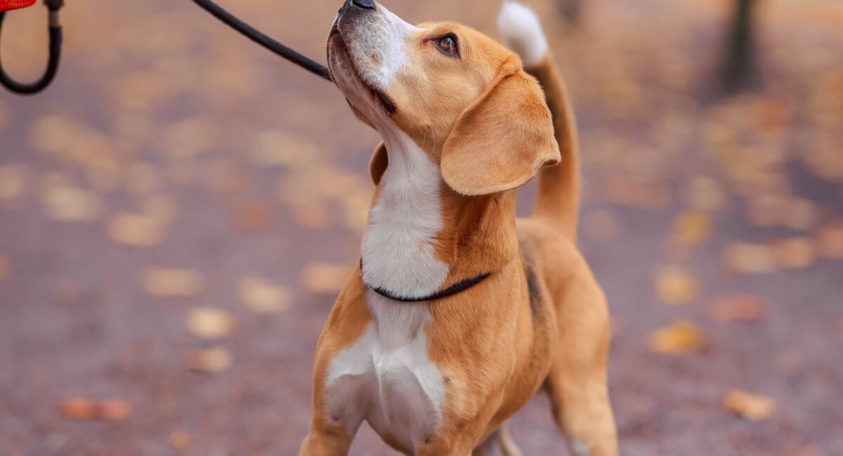 Teaching Your Puppy How to Walk Nicely on a Lead