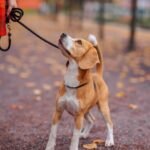 Teaching Your Puppy How to Walk Nicely on a Lead