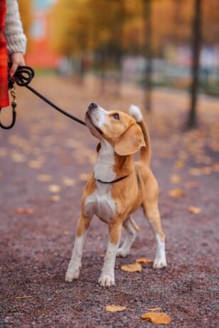 Teaching Your Puppy How to Walk Nicely on a Lead