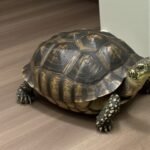 Tortoise