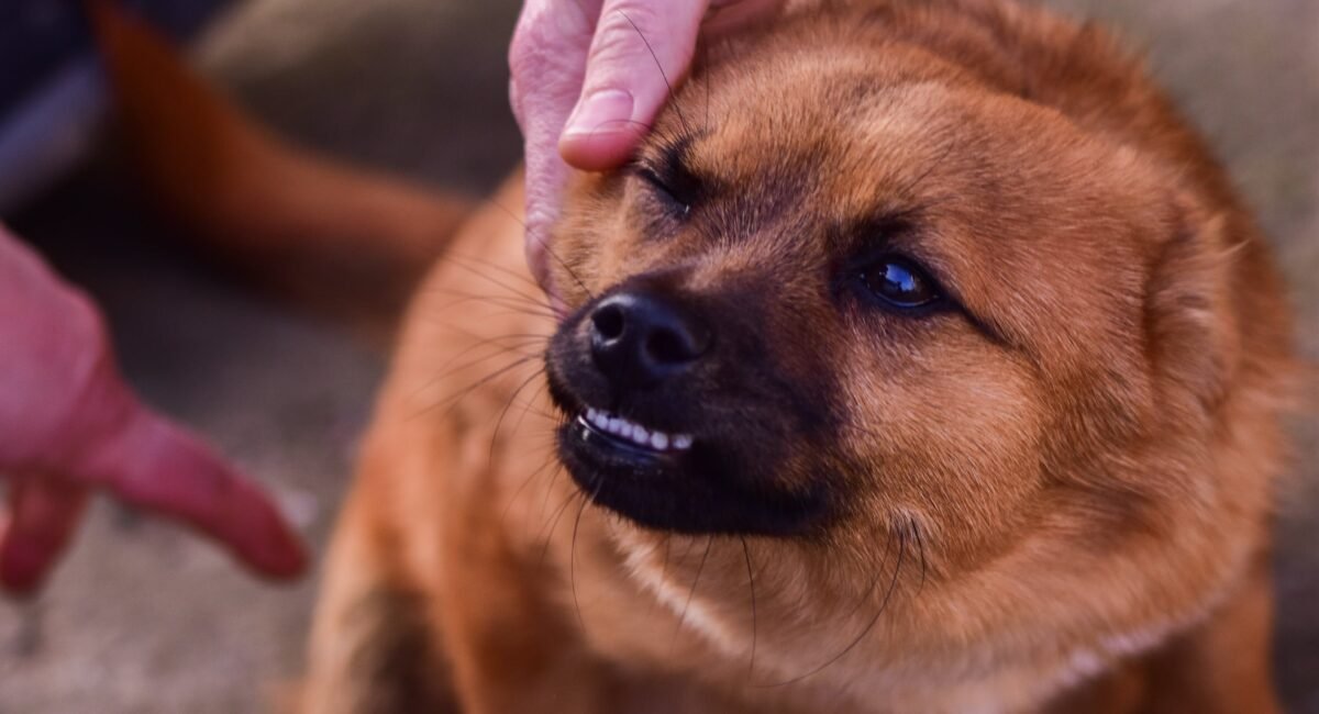 Understanding Why Your Puppy Growls