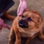 Understanding Why Your Puppy Growls