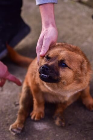 Understanding Why Your Puppy Growls