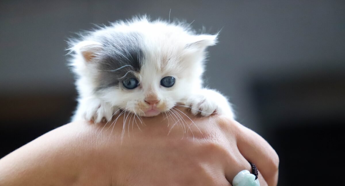 What to Do If Your Kitten Cat Is Choking Quick Tips for Pet Ownerse