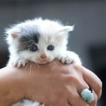 What to Do If Your Kitten Cat Is Choking Quick Tips for Pet Ownerse