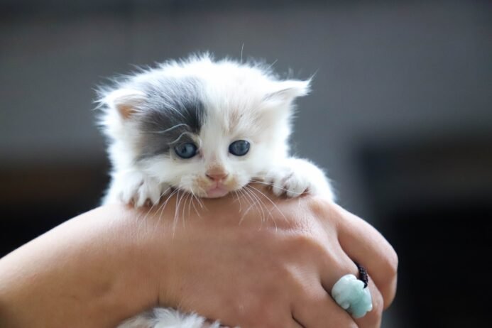 What to Do If Your Kitten Cat Is Choking Quick Tips for Pet Owners