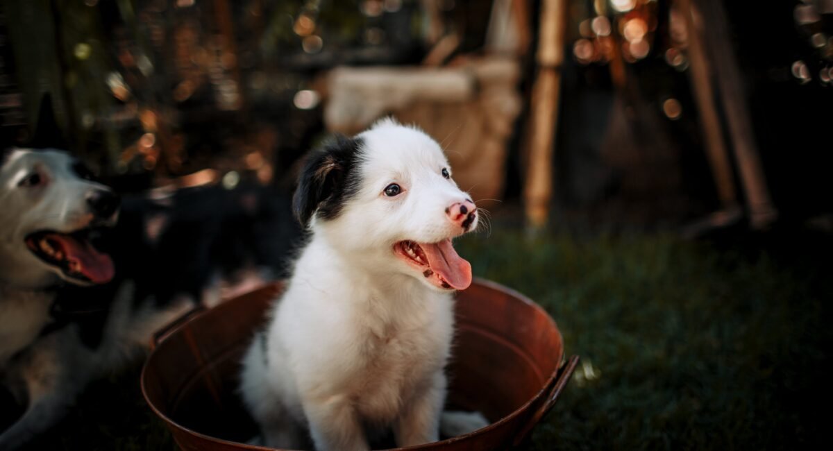 What to Do if Your Puppy Dog is Choking Essential Steps to Save Their Life