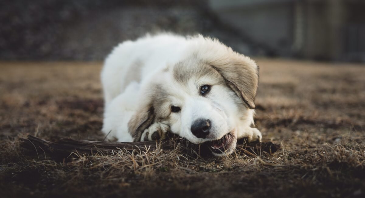 Why Does My Puppy Keep Chewing