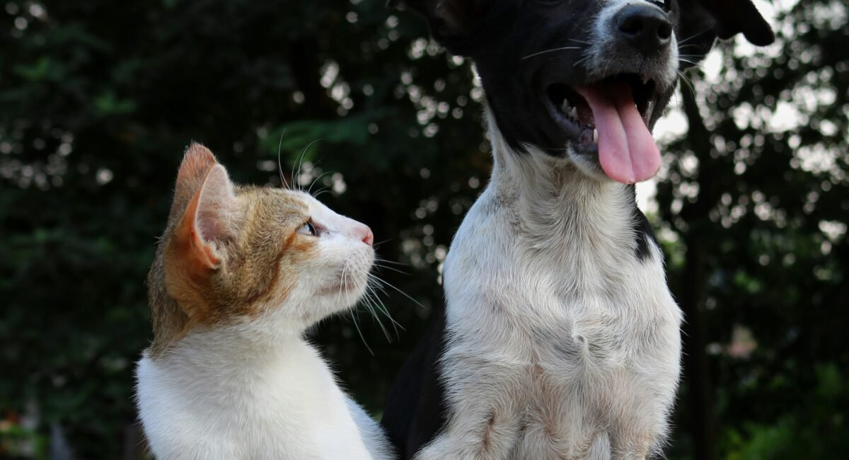 dog cat 1 1