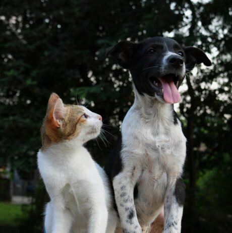 dog cat 1 1