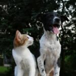 dog cat 1