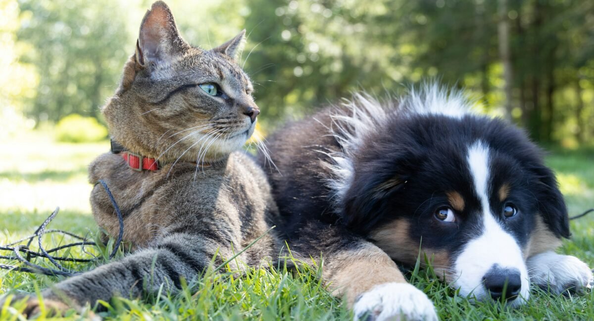 dog cat 2