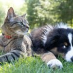 dog cat 2