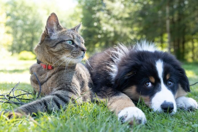 dog cat 2