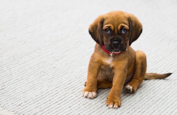 10 Ways to Encourage Good Behaviour in Your Puppy