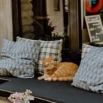 5 Tips to Keep Your Cat from Scratching Your Furniture