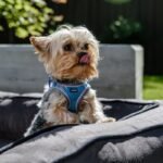 Are Harnesses or Collars Better for Walking Dogs