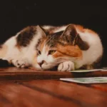 Common Behaviour Problems in Cats and How to Fix Them