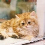 How To Keep Your Longhaired Cat’s Fur from Matting