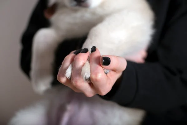 How to Clip Your Pet’s Nails