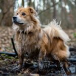 How to Get Rid of Stinky Pet Odours