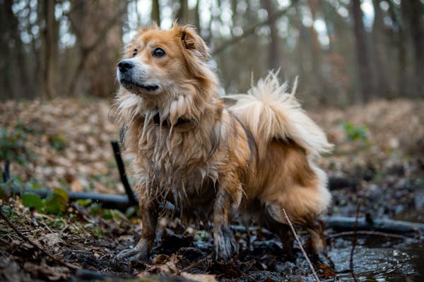 How to Get Rid of Stinky Pet Odours