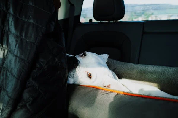 How to Help Your Pet Get Over Their Car Anxiety