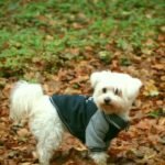 How to Pick the Right Dog Coat to Buy