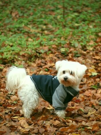 How to Pick the Right Dog Coat to Buy