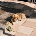 How to Socialize a Puppy
