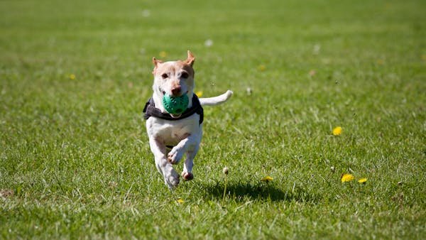 Is It Okay to Let My Dog Run Off-Leash?