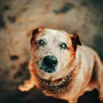 Reasons Why Rescue Dogs Are the Best