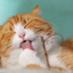 What Breed of Cat Should I Get