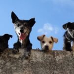 What Breed of Dog Should I Get