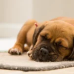 What to Look for When Buying a New Dog