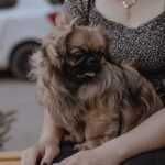 What to Look for in a Pet Sitter