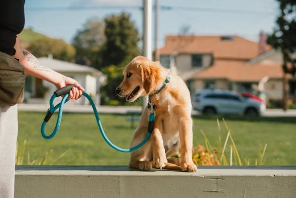 When Should My Puppy Start Obedience Training