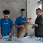 Your Guide to Pet First Aid Don’t Panic, Be Prepared!