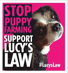 Lucy's Law - Ending Third Party Sales of Puppies