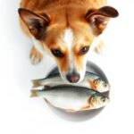 Can Dogs Eat Fish
